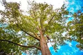 Best Tree Risk Assessment  in Logan Elm Village, OH