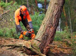 Best Tree Cabling and Bracing  in Logan Elm Village, OH