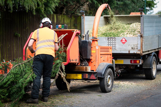 Best Hazardous Tree Removal  in Logan Elm Village, OH