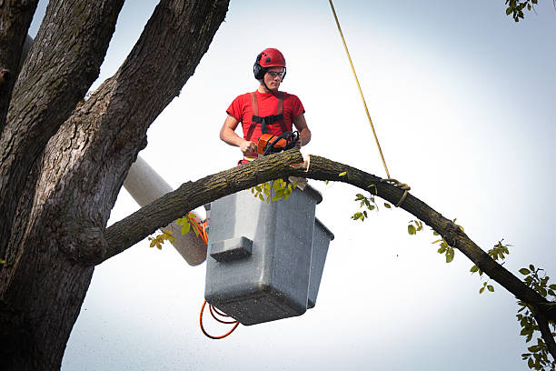 Best Tree Maintenance Programs  in Logan Elm Village, OH